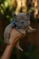 Fluffy, a male French Bulldog for sale in Temecula, CA – Photo 3 of 3