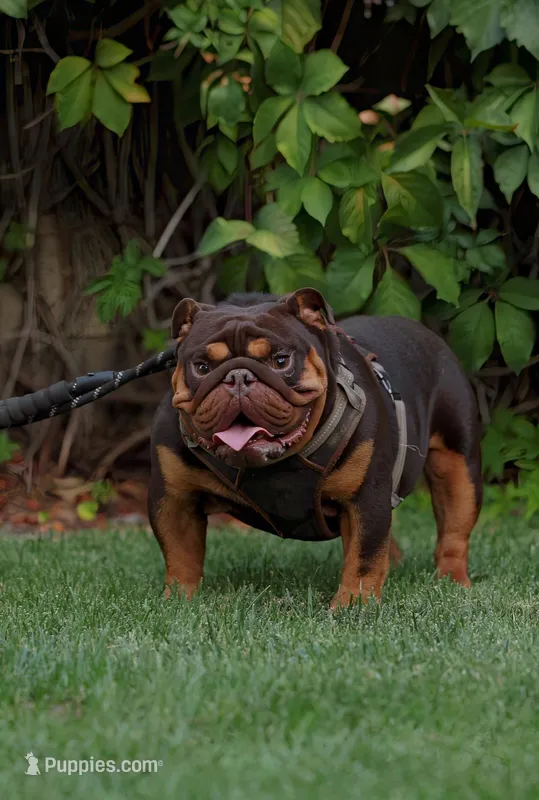 Hershey – English Bulldog puppy for sale in Temecula, CA