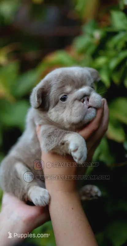 Snow – French Bulldog puppy for sale in Temecula, CA