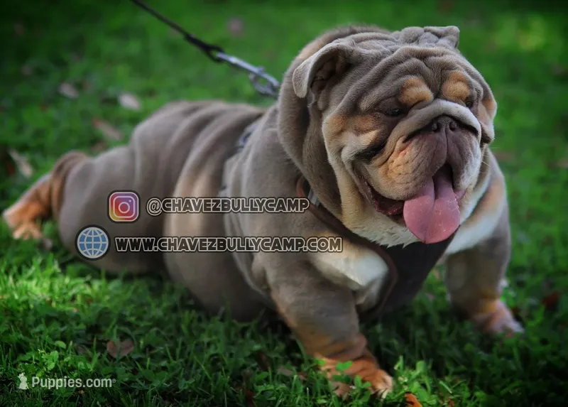 Bill – English Bulldog puppy for sale in Temecula, CA