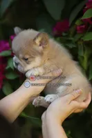 Barbi, a female French Bulldog for sale in Temecula, CA – 1 of 1