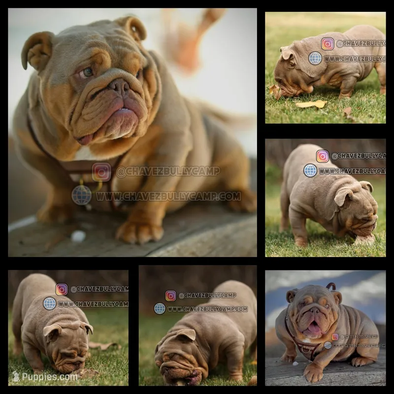 Rolex – English Bulldog puppy for sale in Temecula, CA