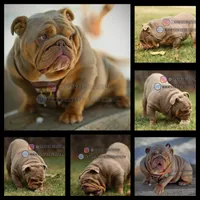 Rolex, a male English Bulldog for sale in Temecula, CA – 1 of 1