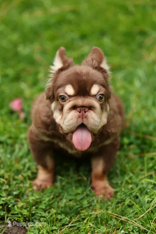 Wolly – French Bulldog puppy for sale in Temecula, CA