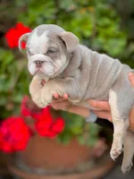 processed/e16b31a4-f6b3-4189-933a-b43599077413/listing/fb4070cd-9a60-4392-95e2-a714a4afd56f/6194fc06-b7f0-4add-ae03-ecf297825189