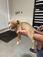 Girl #1, a female American Staffordshire Terrier for sale in Douglasville, GA – 2 of 2