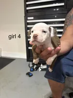 Girl #4 , a female American Staffordshire Terrier for sale in Douglasville, GA – 1 of 2