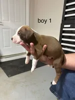 Boy # 1, a male American Staffordshire Terrier for sale in Douglasville, GA – 2 of 2