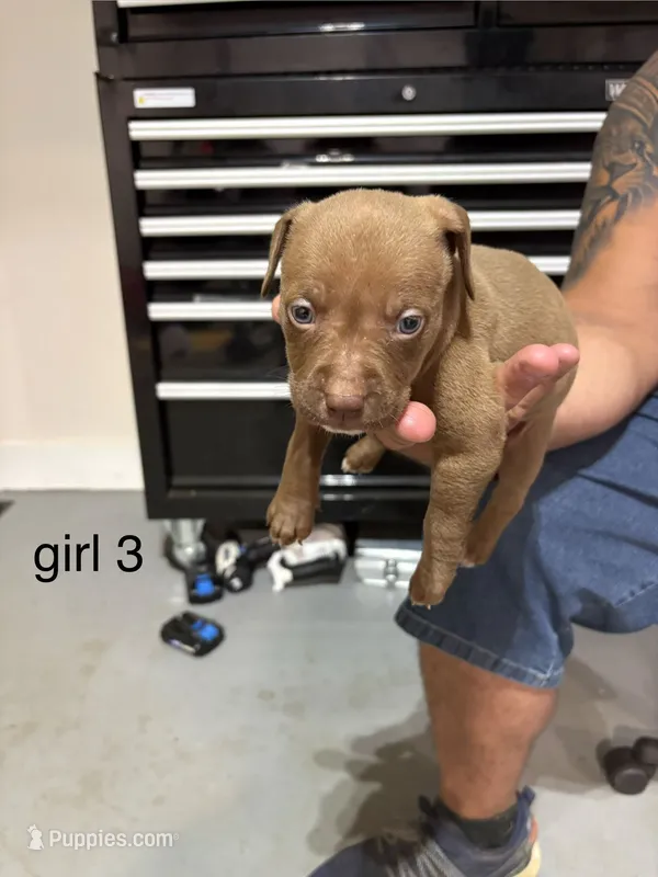 Girl #3 – American Staffordshire Terrier puppy for sale in Douglasville, GA