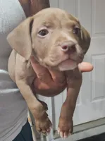 Girl # 5 WEEKEND SPECIAL, a female American Staffordshire Terrier for sale in Douglasville, GA – 1 of 2