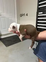 Girl #4 , a female American Staffordshire Terrier for sale in Douglasville, GA – 2 of 2