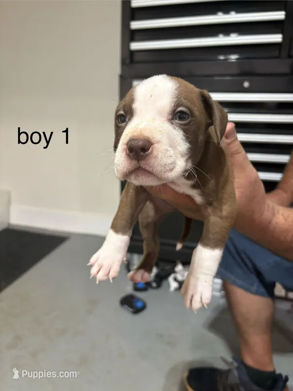 Boy # 1 – American Staffordshire Terrier puppy for sale in Douglasville, GA