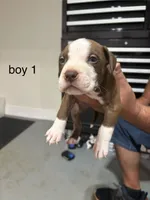 Boy # 1, a male American Staffordshire Terrier for sale in Douglasville, GA – 1 of 2