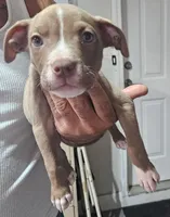 Girl #1 WEEKEND SPECIAL, a female American Staffordshire Terrier for sale in Douglasville, GA – 1 of 2