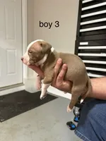 Boy # 3, a male American Staffordshire Terrier for sale in Douglasville, GA – 2 of 2