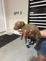 Girl #3, a female American Staffordshire Terrier for sale in Douglasville, GA – 2 of 2
