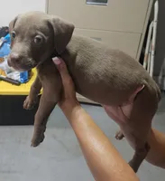 Girl #3 WEEKEND SPECIAL, a female American Staffordshire Terrier for sale in Douglasville, GA – 2 of 2