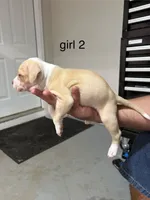 Girl #2 , a female American Staffordshire Terrier for sale in Douglasville, GA – 2 of 2