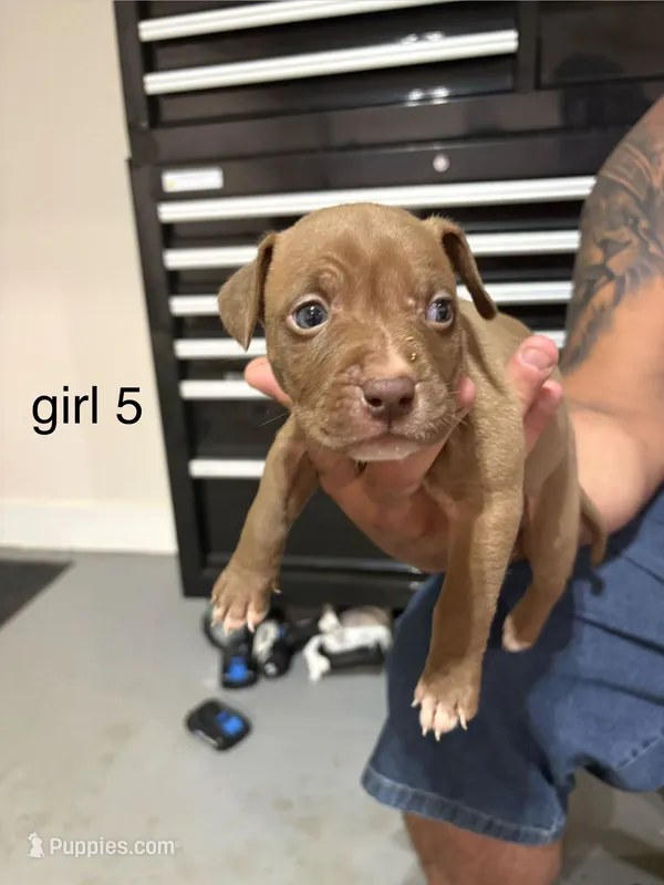 Girl # 5 – American Staffordshire Terrier puppy for sale in Douglasville, GA