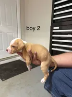 Boy # 2, a male American Staffordshire Terrier for sale in Douglasville, GA – 2 of 2