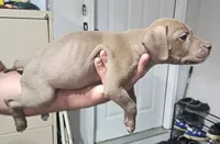 Girl # 5 WEEKEND SPECIAL, a female American Staffordshire Terrier for sale in Douglasville, GA – 2 of 2