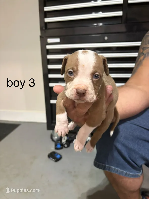 Boy # 3 – American Staffordshire Terrier puppy for sale in Douglasville, GA