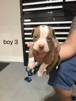 Boy # 3, a male American Staffordshire Terrier for sale in Douglasville, GA – 1 of 2