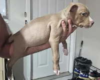 Girl #1 WEEKEND SPECIAL, a female American Staffordshire Terrier for sale in Douglasville, GA – 2 of 2