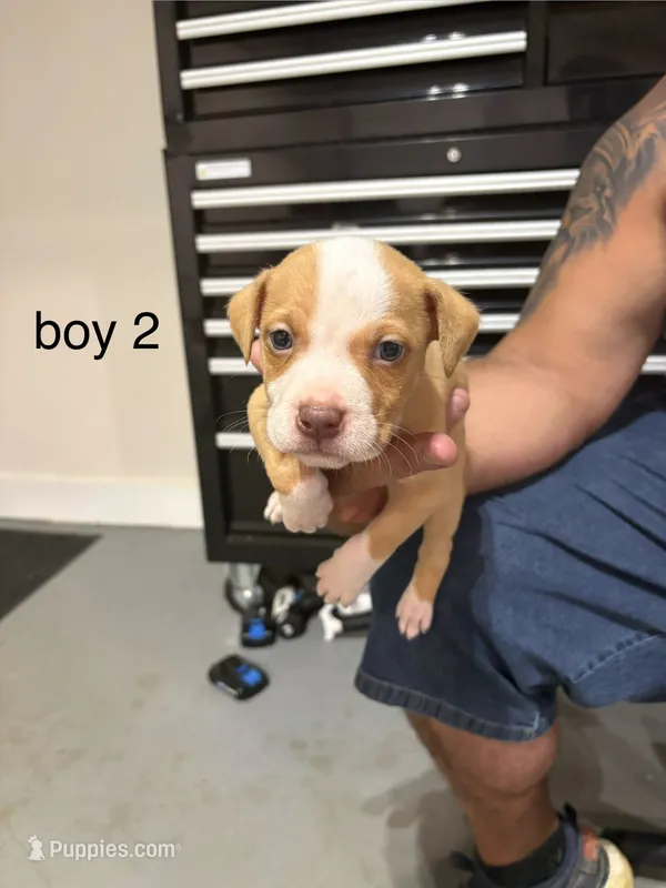 Boy # 2 – American Staffordshire Terrier puppy for sale in Douglasville, GA