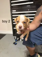 Boy # 2, a male American Staffordshire Terrier for sale in Douglasville, GA – 1 of 2