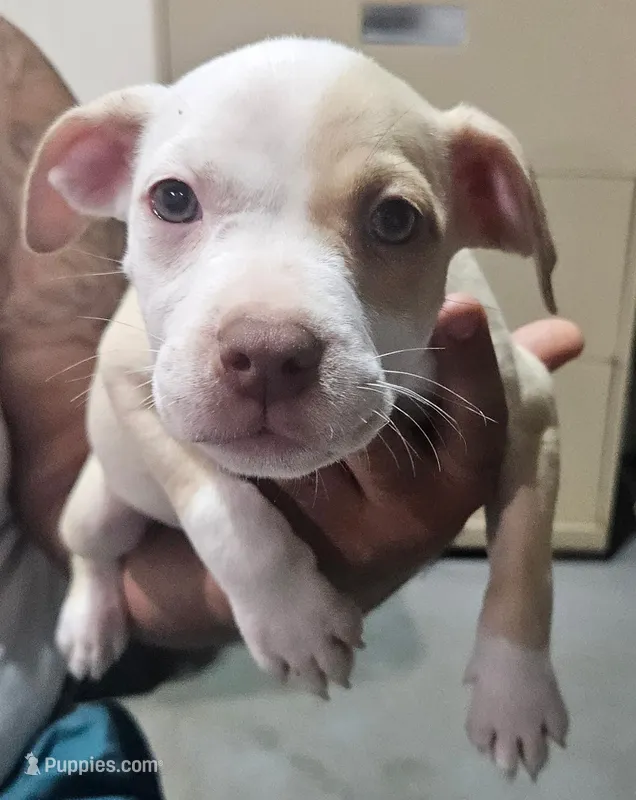 Girl #2 – American Staffordshire Terrier puppy for sale in Douglasville, GA