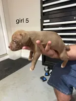 Girl # 5, a female American Staffordshire Terrier for sale in Douglasville, GA – 2 of 2
