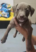 Girl #3 WEEKEND SPECIAL, a female American Staffordshire Terrier for sale in Douglasville, GA – 1 of 2