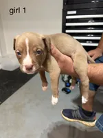 Girl #1, a female American Staffordshire Terrier for sale in Douglasville, GA – 1 of 2