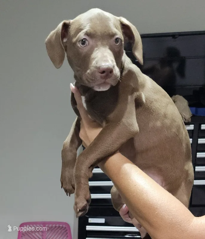 Girl #3 sunday special come today $200 – American Staffordshire Terrier puppy for sale in Douglasville, GA