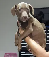 Girl #3 sunday special come today $200, a female American Staffordshire Terrier for sale in Douglasville, GA – 1 of 2