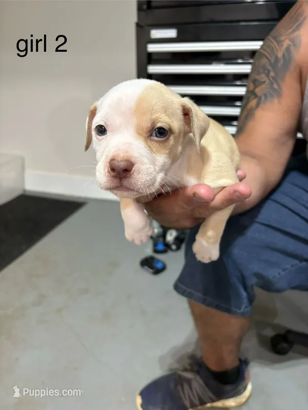 Girl #2  – American Staffordshire Terrier puppy for sale in Douglasville, GA