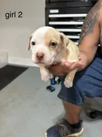 Girl #2 , a female American Staffordshire Terrier for sale in Douglasville, GA – 1 of 2