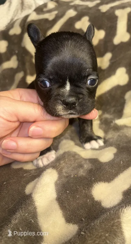 Midnight Berry  – French Bulldog puppy for sale in Holiday, FL
