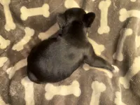 Midnight Berry, a  French Bulldog for sale in Holiday, FL – 4 of 4