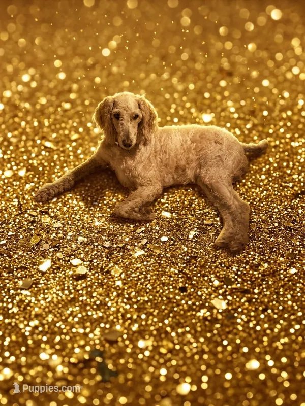 Poodle no re home fee – Poodle - Standard  puppy for sale in Holiday, FL
