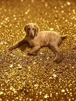 Poodle no re home fee, a female Poodle - Standard  for sale in Holiday, FL – 1 of 2