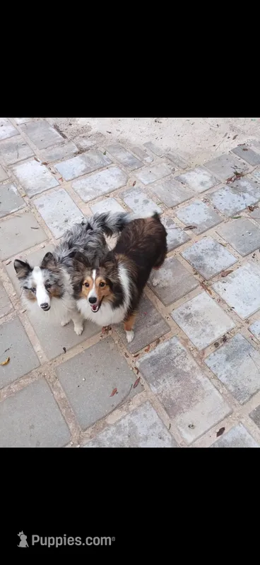 AKC Lassie’s litter mini Shetland Sheepdogs expected 09/08/2026 – Shetland Sheepdog puppy for sale in Holiday, FL