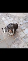AKC Lassie’s litter mini Shetland Sheepdogs expected 09/08/2026, a  Shetland Sheepdog for sale in Holiday, FL – 1 of 1