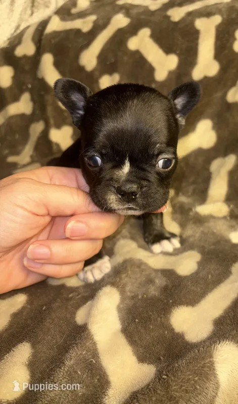 Midnight Berry – French Bulldog puppy for sale in Holiday, FL