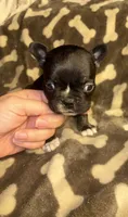 Midnight Berry, a  French Bulldog for sale in Holiday, FL – 1 of 4