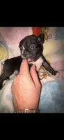 Midnight Berry, a male French Bulldog for sale in Holiday, FL – 3 of 4