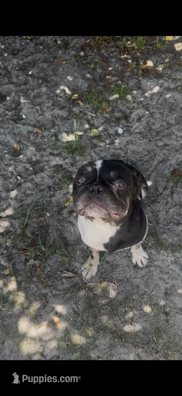 French bulldog no re home fee – French Bulldog puppy for sale in Holiday, FL
