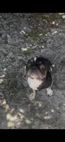 French bulldog no re home fee, a male French Bulldog for sale in Holiday, FL – 1 of 2