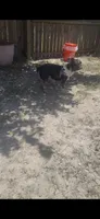 Prince, a male French Bulldog for sale in Holiday, FL – 3 of 4